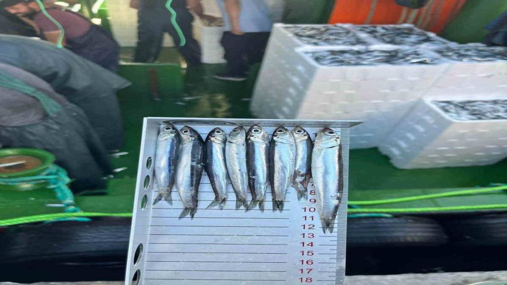 Gırgır teknelerinde balık boyu denetimi
