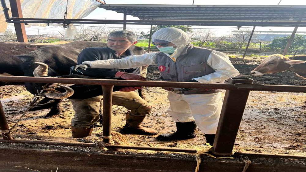 Efeler&rsquo;de 15 bin hayvan aşılandı
