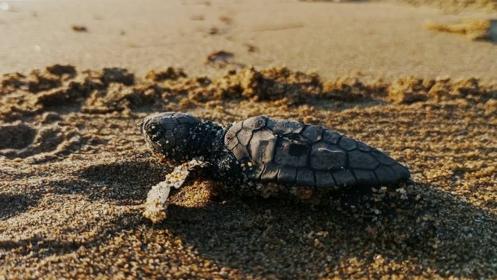 Kuşadası’nda ilk yavrular sürpriz yuvadan çıktı
