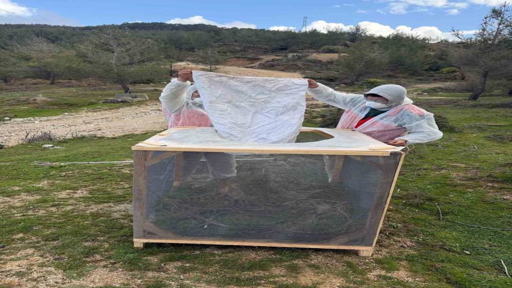 Aydın ormanlarında &ccedil;am kese b&ouml;ceğine karşı kapsamlı m&uuml;cadele
