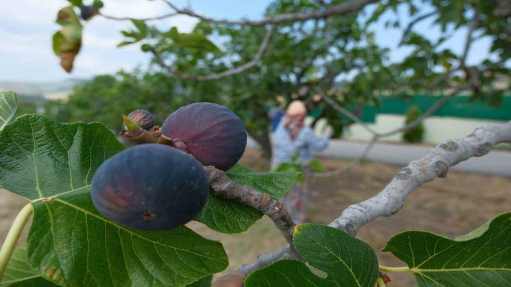 Bozdoğan&rsquo;da bir yılda 2 bin incir fidanı toprakla buluştu
