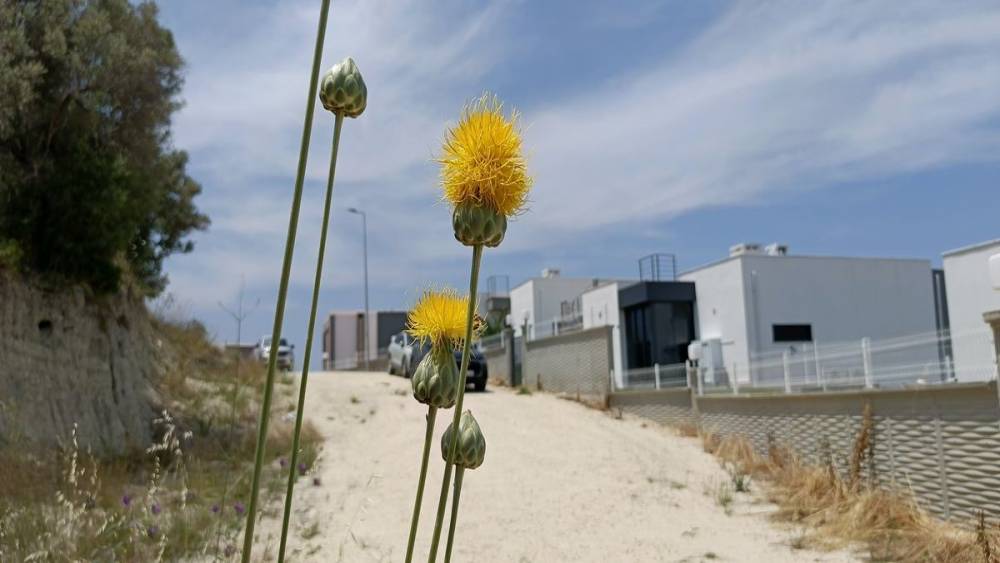 Doğaseverlerden T&uuml;l&uuml;şah i&ccedil;in "acil koruma" &ccedil;ağrısı
