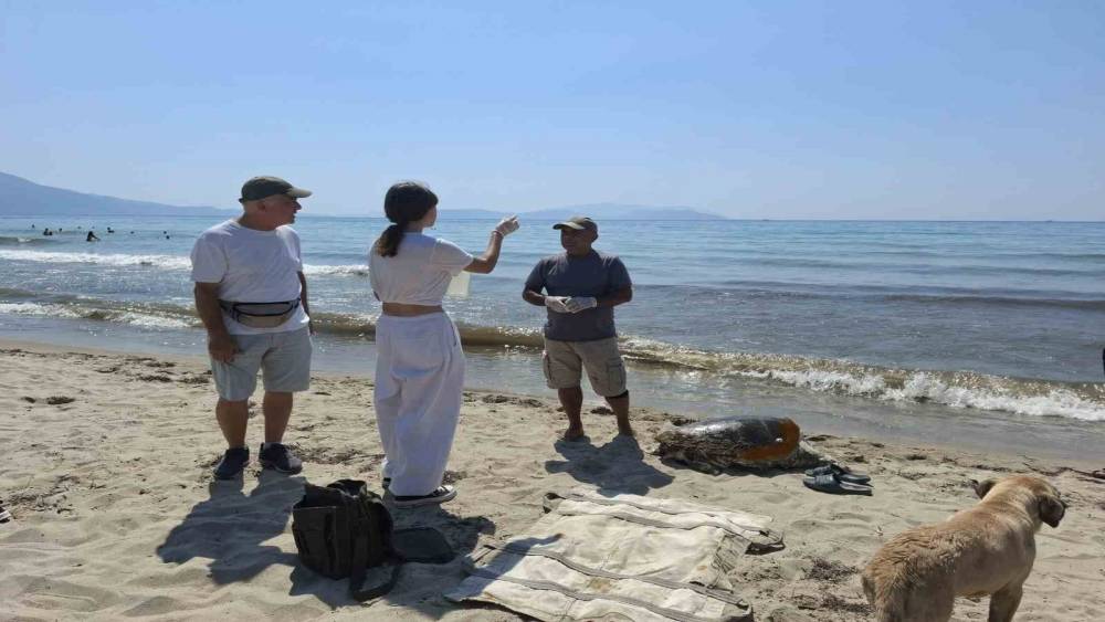 &Uuml;remek i&ccedil;in geldikleri kıyılarda 3 caretta caretta &ouml;l&uuml; bulundu
