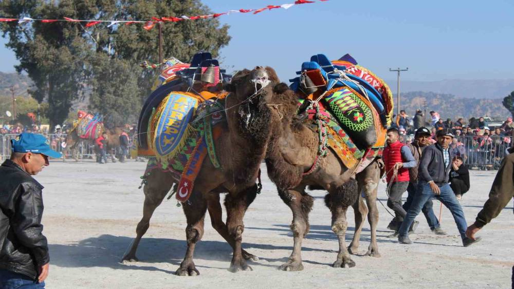 Deve g&uuml;reşlerinde, "Bu sene mangal yakılmayacak, basın mensupları dışarıya &ccedil;ıkarılacak"
