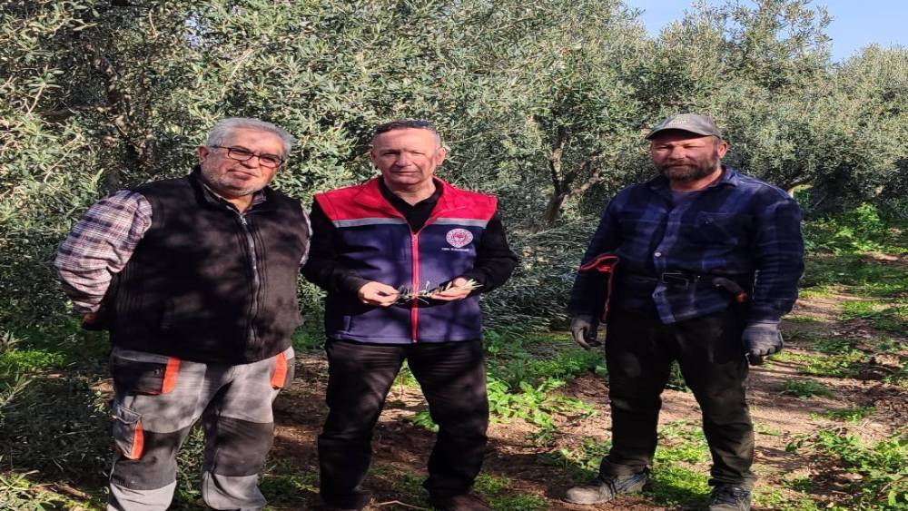 Aydın&rsquo;da zeytin bah&ccedil;eleri kontrol edildi
