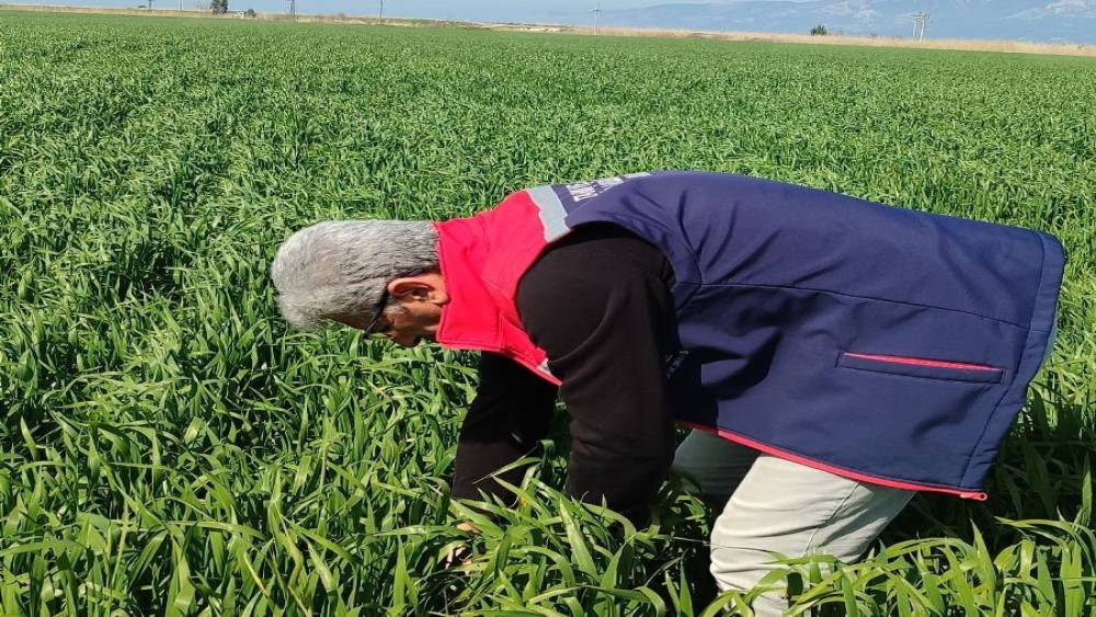 Didim&rsquo;de hububat ekili araziler temiz &ccedil;ıktı
