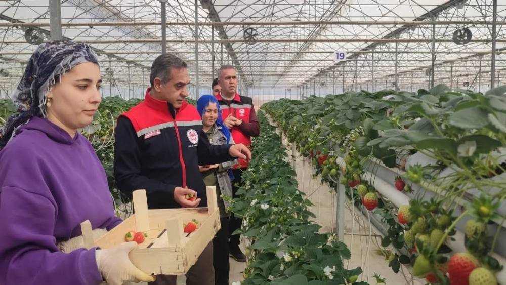 Aydın&rsquo;da &ccedil;ilek hasadı başladı
