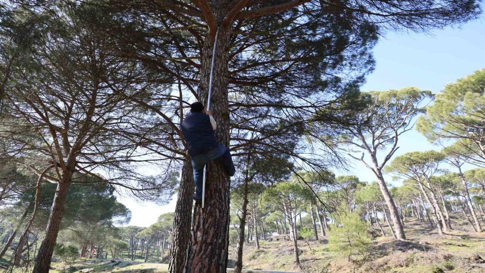 Ekmek parası i&ccedil;in komando gibi ağa&ccedil;lara tırmanıyorlar
