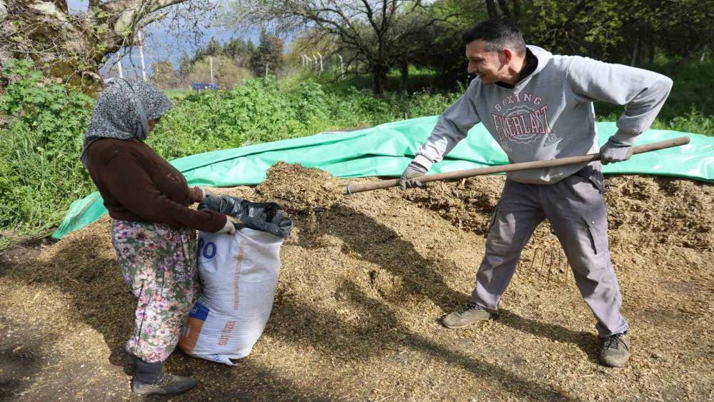 Aydın&rsquo;da bahar bereketi, yağışlar hayvancılık sekt&ouml;r&uuml;ne yaradı
