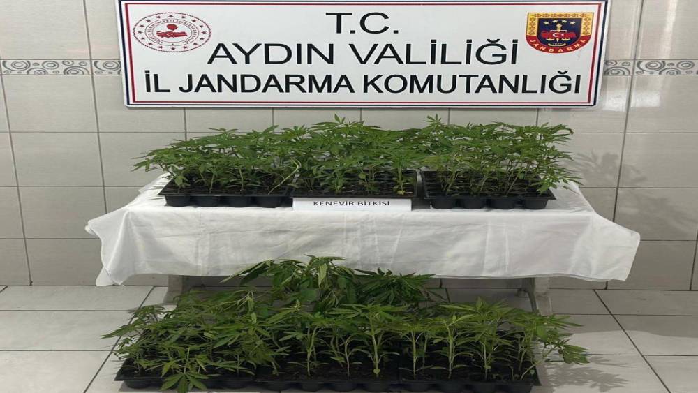 Bozdoğan&rsquo;da 174 k&ouml;k kenevir ele ge&ccedil;irildi
