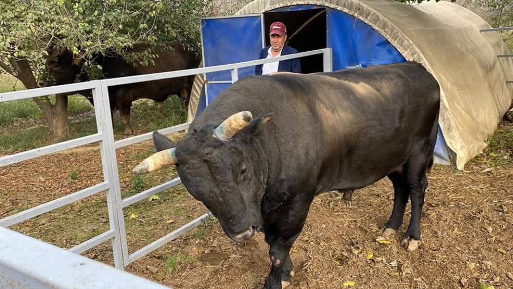 Bakımını yaptığı boğanın saldırısına uğrayan boğacı hayatını kaybetti
