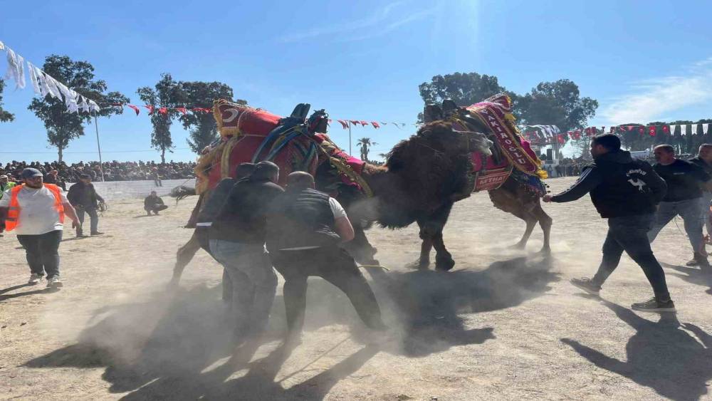 Şap karantinası kalktı, deve g&uuml;reşleri İncirliova&rsquo;da başladı
