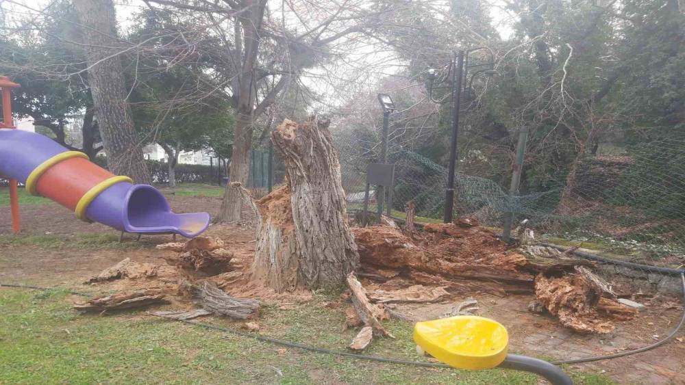 Bozdoğan&rsquo;da ağa&ccedil; devrildi, duvar &ccedil;&ouml;kt&uuml;: 2 yaralı
