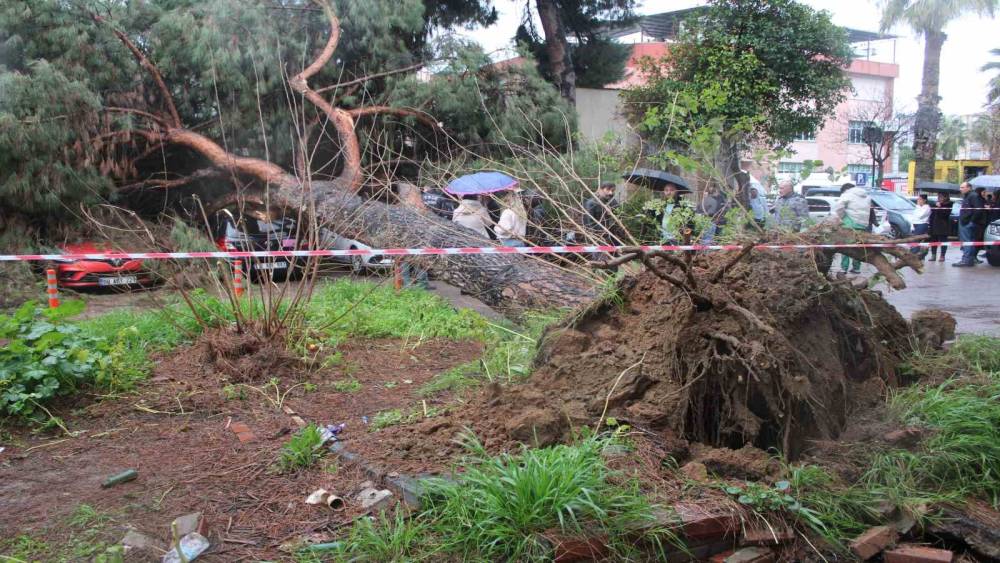 Dev &ccedil;am ağacı park halindeki ara&ccedil;ların &uuml;zerine devrildi
