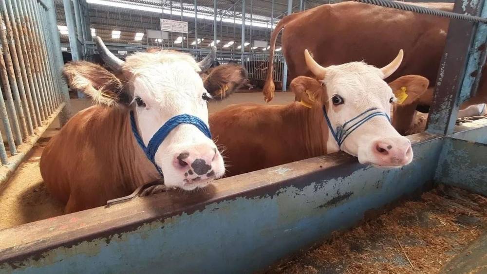 S&ouml;ke&rsquo;de şap hastalığı s&ouml;nd&uuml;, kısıtlama kaldırıldı
