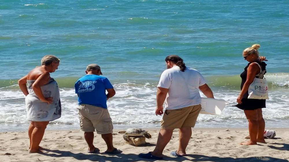 Kuşadası K&ouml;rfezi&rsquo;nde 4 deniz kaplumbağası &ouml;l&uuml; bulundu
