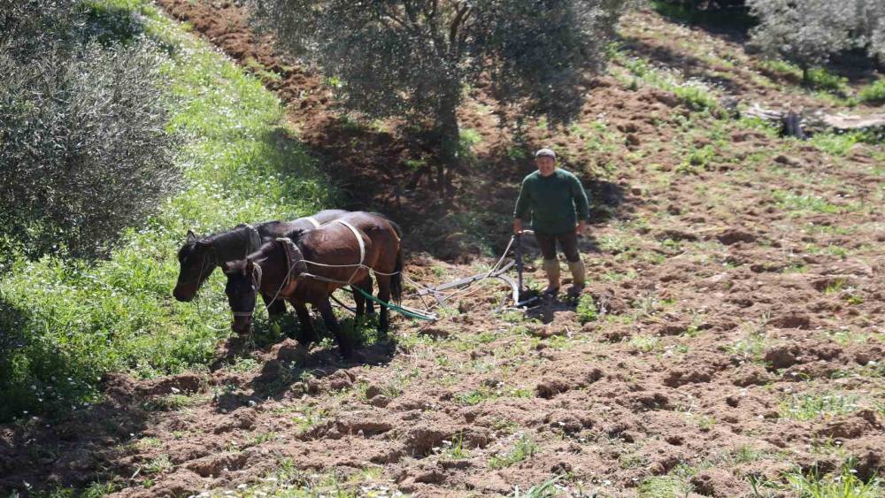 Aydın dağlarında incir ve zeytin &uuml;reticisinin karasabanla zorlu m&uuml;cadelesi başladı
