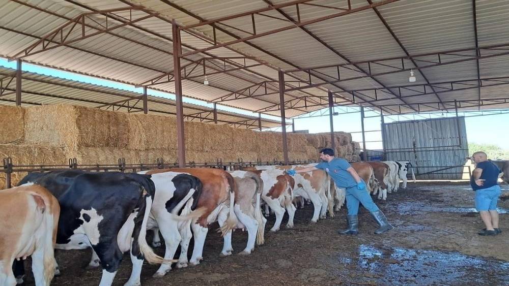 Bozdoğan&rsquo;da Şap Hastalığı sona erdi
