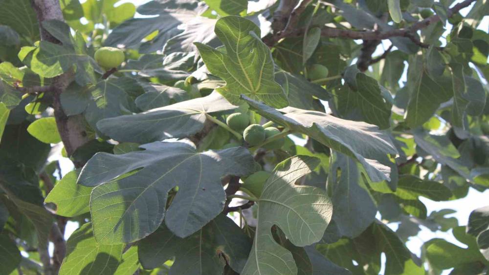 İncir &uuml;retiminde yenilenebilir enerjinin etkisi araştırılacak
