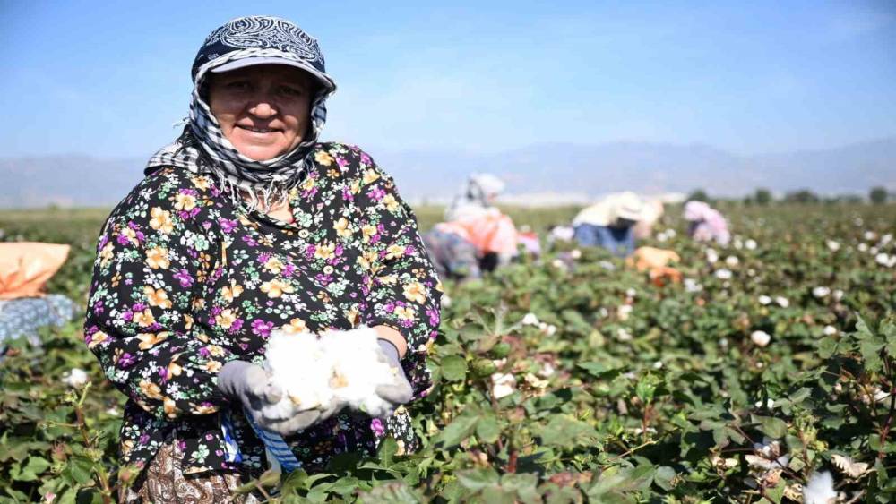 Aydın&rsquo;da 2026 yılı pamuk hasadı başladı
