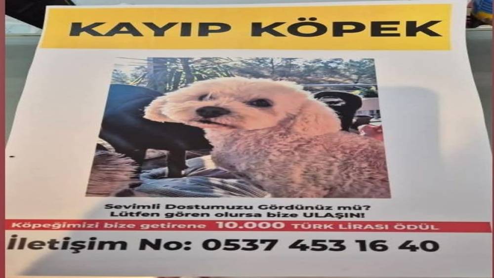 Köpeğini bulana 10 bin lira ödül verecek
