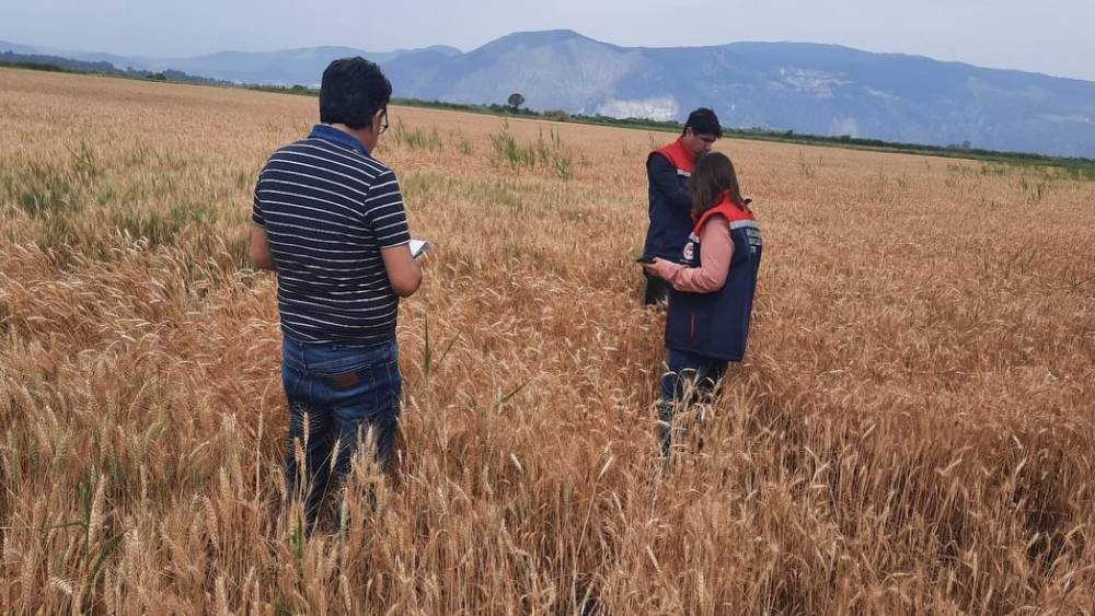 S&ouml;ke&rsquo;de hububat tarlalarında sıkı denetim
