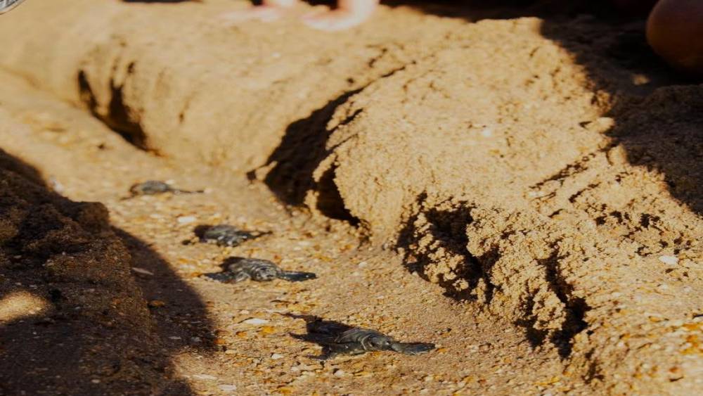 Didim&rsquo;de Caretta caretta yuvasından 82 yavru denize ulaştı
