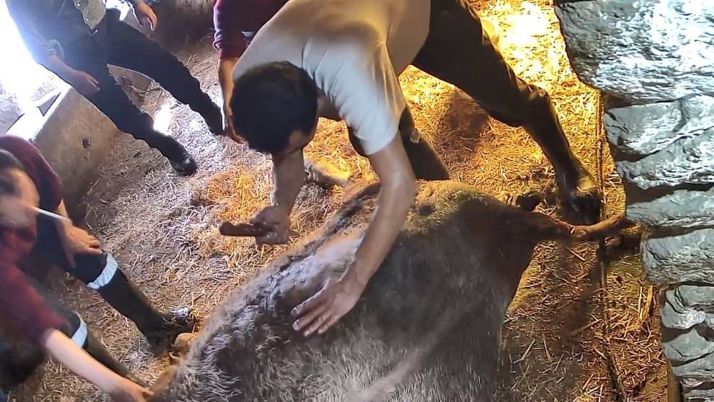 Doğum yapmakta zorlandığı i&ccedil;in ekmek bı&ccedil;ağı ile ameliyat edilip sezaryen yapılan inek telef oldu
