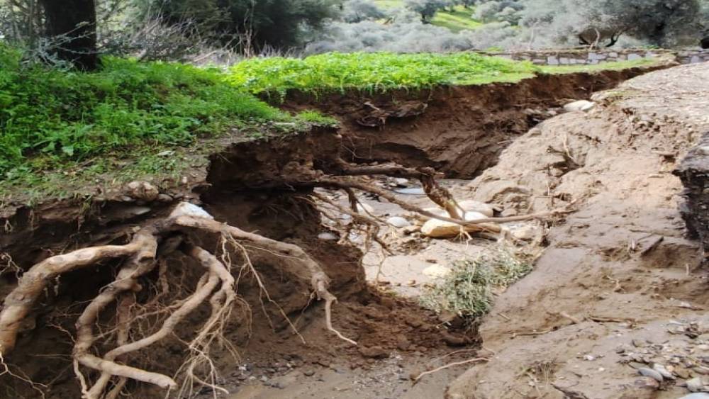 Dere suları y&ouml;n değiştirdi, zeytinlikte ikinci yatak oluştu
