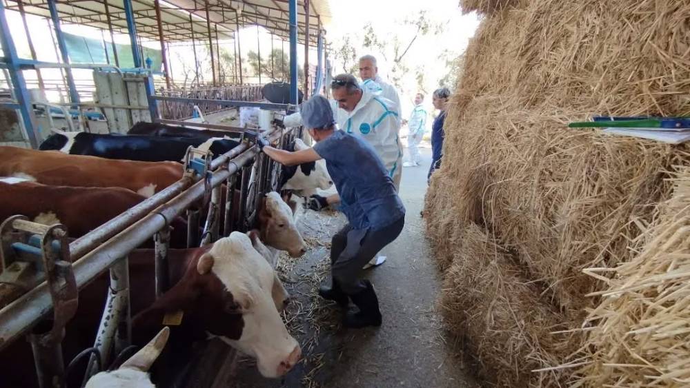 Aydın&rsquo;da sonbahar şap aşısı kampanyası başladı
