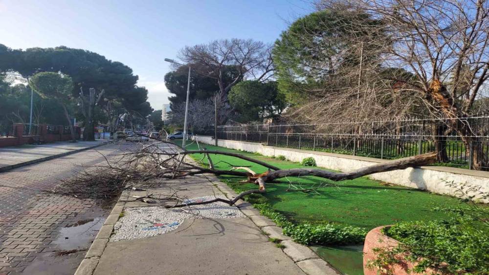 &Ccedil;&uuml;r&uuml;yen ağa&ccedil; yola devrildi, facia ucuz atlatıldı
