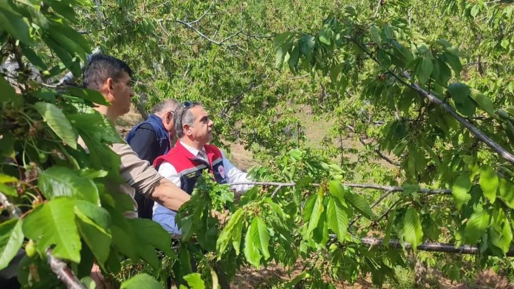 Aydın&rsquo;da dolu vurdu, zarar g&ouml;ren tarım arazileri yerinde incelendi
