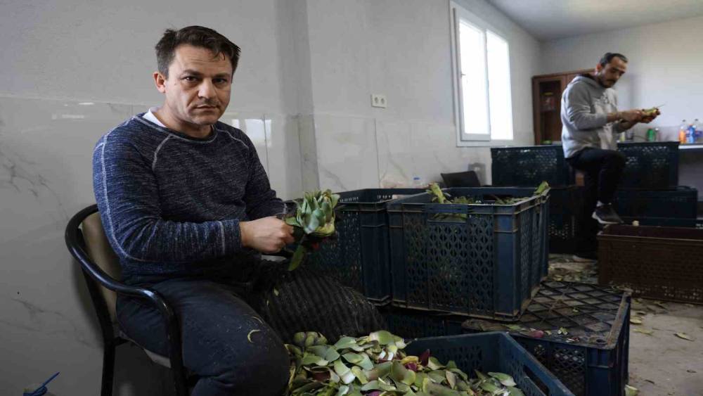Yeşil elmas enginarın g&ouml;r&uuml;nmeyen mesaisi y&uuml;z g&uuml;ld&uuml;r&uuml;yor
