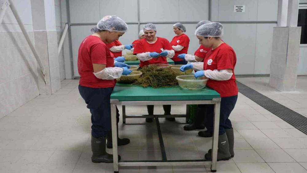 Tarımsal &Uuml;r&uuml;n Fabrikası ile kadınlar &uuml;retiyor Efeler kazanıyor
