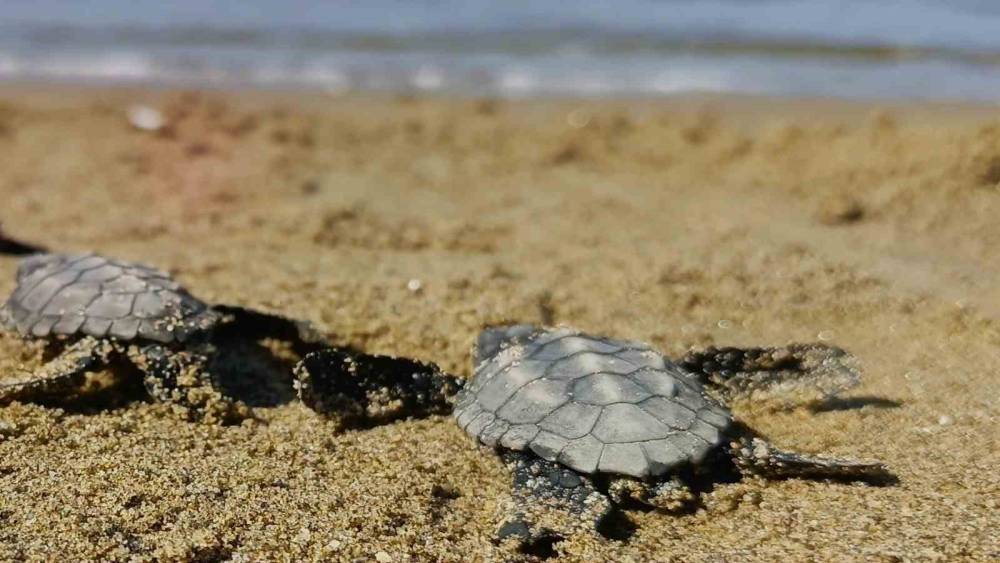 Kuşadası&rsquo;nda s&uuml;rpriz caretta caretta &ccedil;ıkışı
