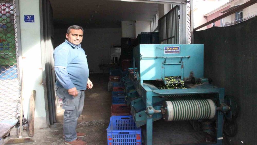 Hasat edilen zeytinler boyuna g&ouml;re ayrılıyor, fiyatı kaliteyle şekilleniyor
