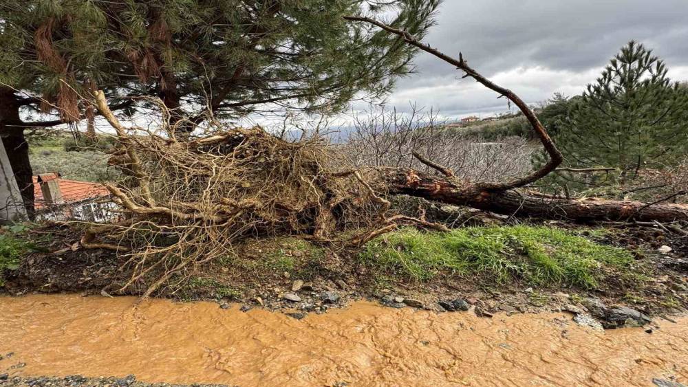Karacasu&rsquo;da aşırı yağışlar sonrası toprak kaydı, ağa&ccedil;lar devrildi
