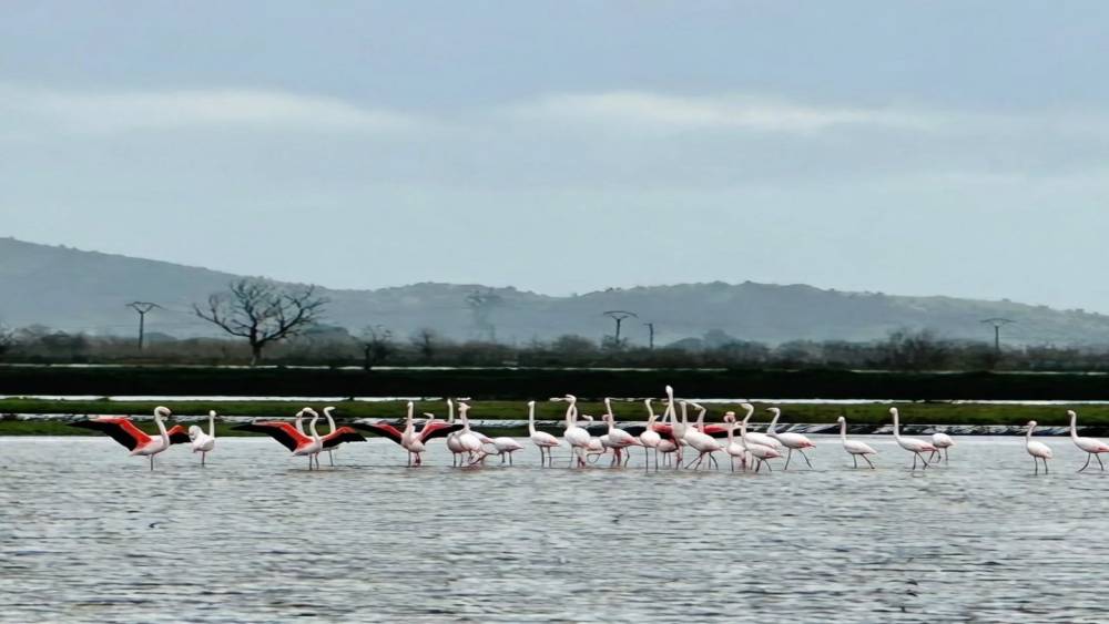 Tarlaları su bastı, flamingolar keyfini s&uuml;rd&uuml;
