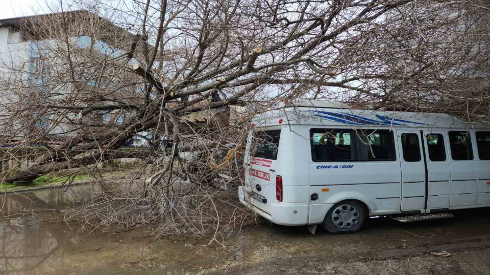 &Ccedil;ine&rsquo;de dut ağacı minib&uuml;s&uuml;n &uuml;st&uuml;ne devrildi
