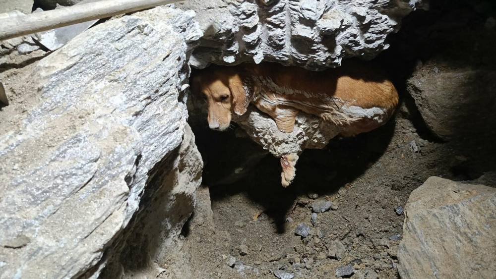 Betonun i&ccedil;ine sıkışan k&ouml;pek kurtarıldı
