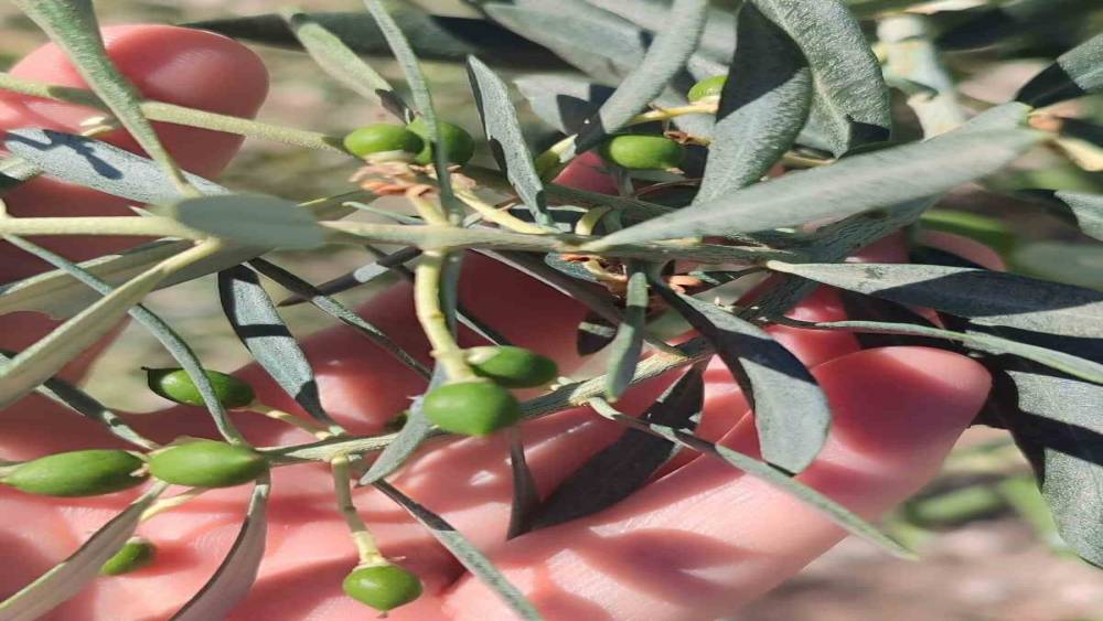 Didim&rsquo;de zeytin &uuml;reticilerine "zeytin g&uuml;vesi" uyarısı
