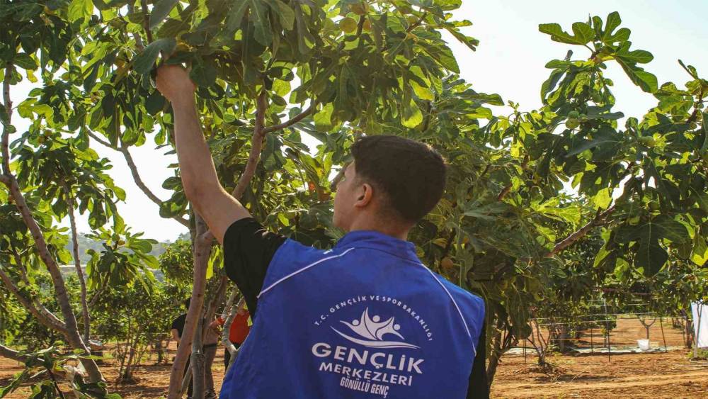 Germencik&rsquo;te g&ouml;n&uuml;ll&uuml; gen&ccedil;ler incir hasadına katıldı
