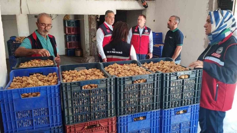 Aydın&rsquo;da kuru incir i&ccedil;in sıkı denetim
