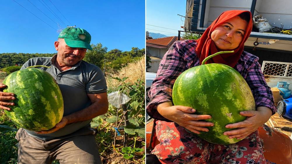 Aydın&rsquo;da 550 rakımda karpuz ve balkabağı yetiştiriyorlar
