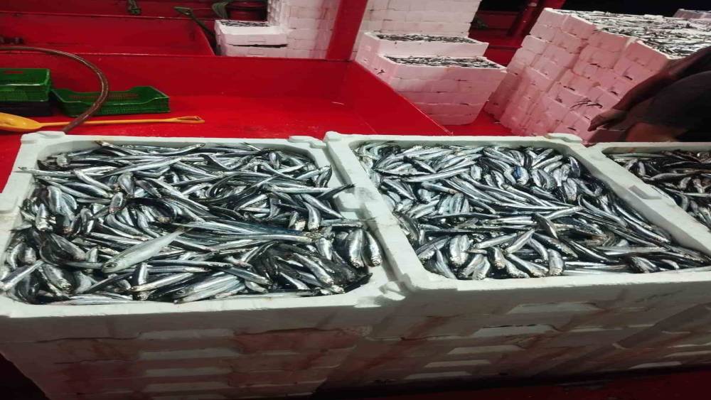 Didim&rsquo;de hamsi denetimi s&uuml;r&uuml;yor

