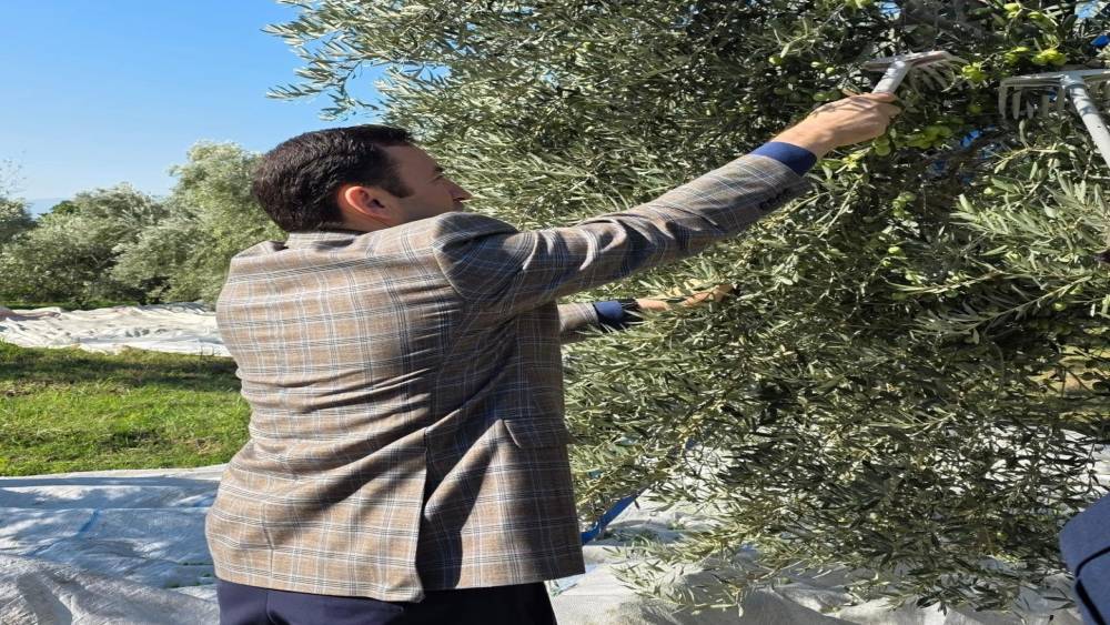 Kuyucak&rsquo;ta zeytin bah&ccedil;elerinde hasat mesaisi
