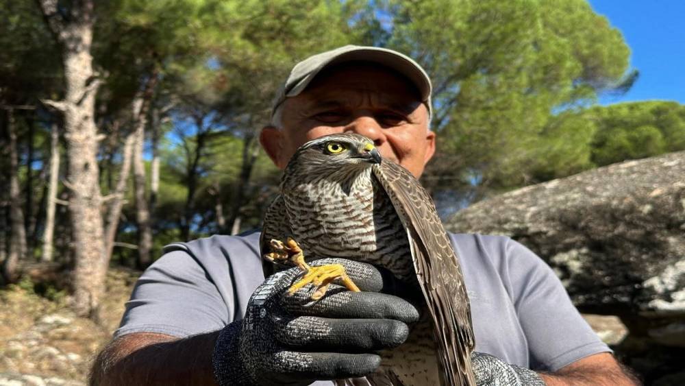 Kuşadası&rsquo;nda kurtarılan atmaca ve sansar yeniden doğaya bırakıldı
