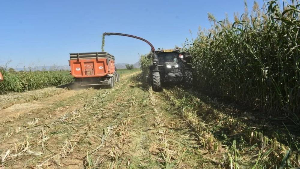 Aydın&rsquo;da kaba yem &uuml;retimi artıyor
