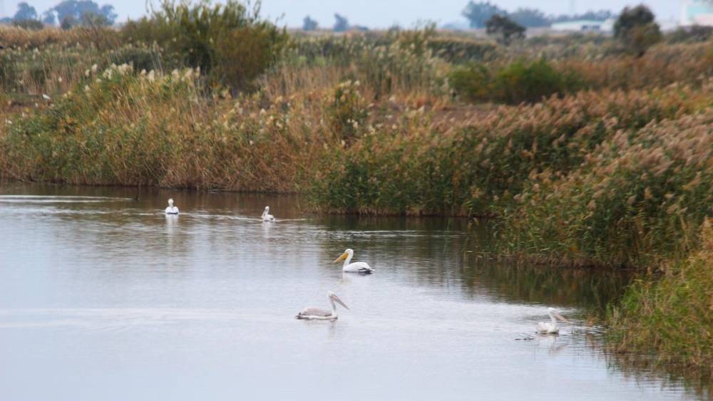 EKODOSD Başkanı S&uuml;r&uuml;c&uuml;: "S&ouml;ke Ovası antik d&ouml;nemdeki deniz g&ouml;r&uuml;n&uuml;m&uuml;ne d&ouml;nd&uuml;"
