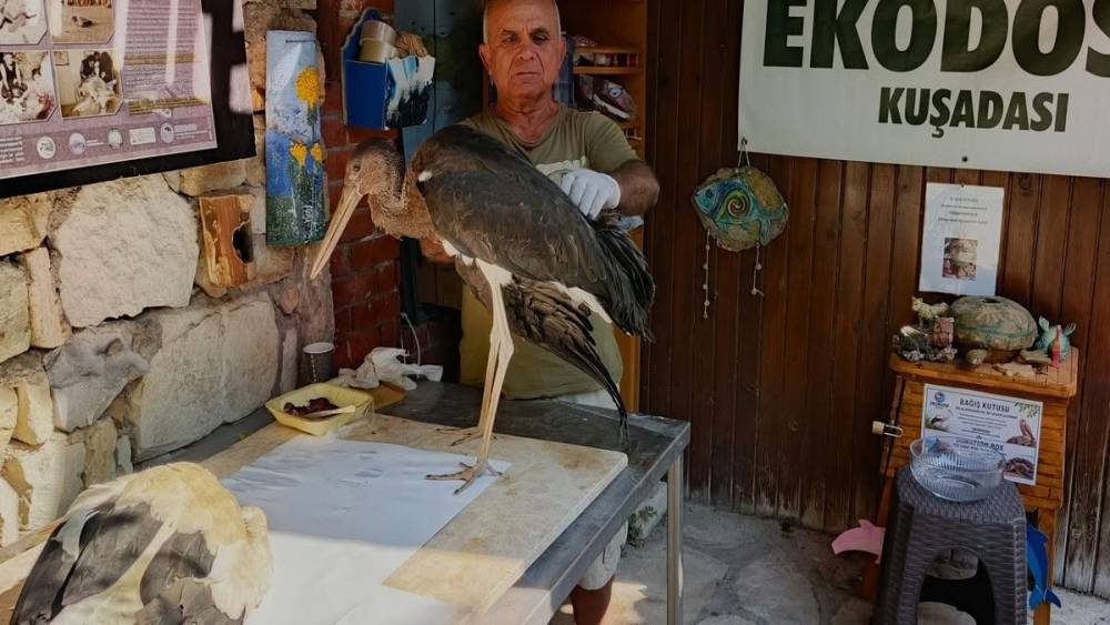 Leylek yavrularının g&ouml;&ccedil; yolculuğu talihsizlikle kesildi
